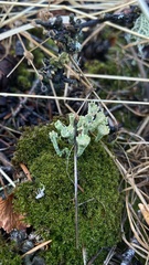 Cladonia
