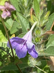 Ruellia humilis