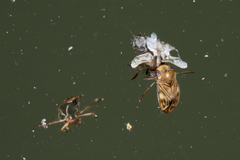 Micronecta quadristrigata