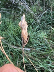 Claviceps arundinis