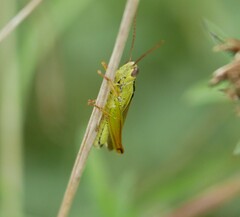 Mecostethus parapleurus