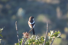 Lanius collaris collaris