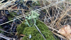 Cladonia
