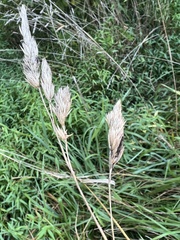 Claviceps arundinis