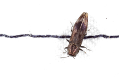 Agrilus