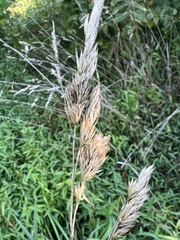 Claviceps arundinis