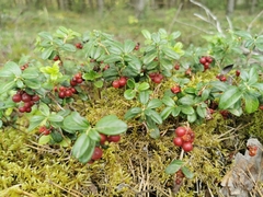 Vaccinium vitis-idaea