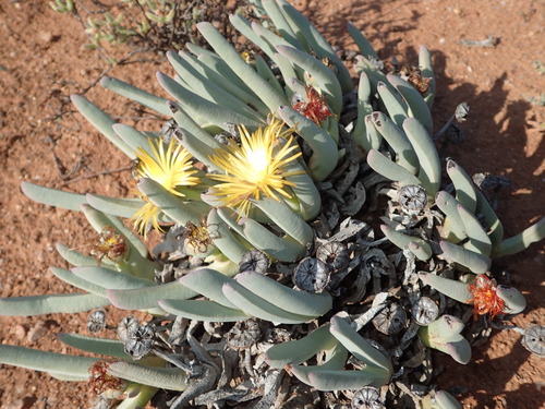 Cheiridopsis robusta