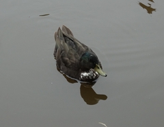 Anas platyrhynchos domesticus