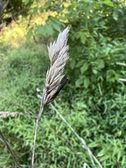 Claviceps arundinis