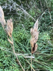 Claviceps arundinis