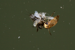 Micronecta quadristrigata