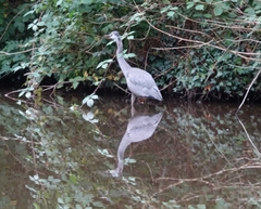 Ardea cinerea cinerea