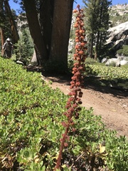 Pterospora andromedea