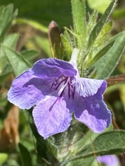 Ruellia humilis