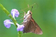 Asbolis capucinus