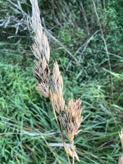 Claviceps arundinis