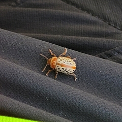 Calligrapha verrucosa