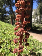 Pterospora andromedea