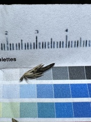 Claviceps arundinis