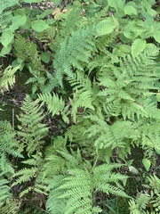 Athyrium angustum