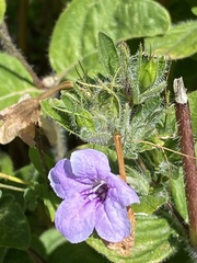 Ruellia humilis