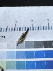 Claviceps arundinis