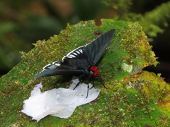 Pyrrhopyge aziza