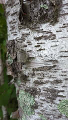 Betulaceae