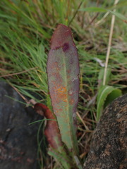 Coleosporium