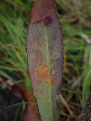 Coleosporium
