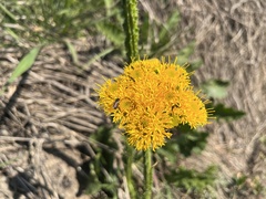 Berkheya umbellata