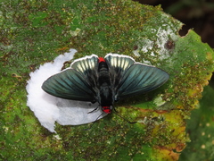 Pyrrhopyge aziza