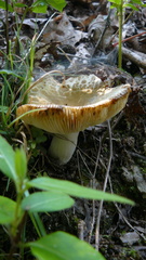 Virescentinae