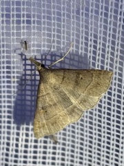 Renia flavipunctalis