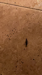 Euborellia annulipes