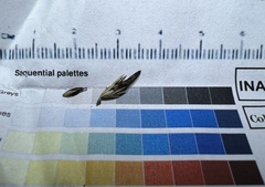Claviceps arundinis
