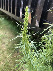 Artemisia biennis