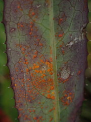 Coleosporium