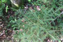 Picea rubens
