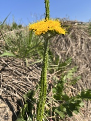 Berkheya umbellata