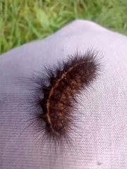 Spilosoma lubricipeda