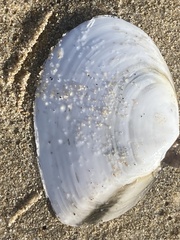 Rexithaerus secta