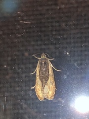 Olethreutes nigranum