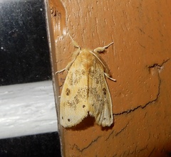 Artaxa guttata