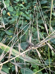 Pisaurina mira