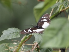 Pseudacraea lucretia