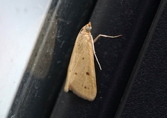 Achyra nudalis