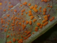 Coleosporium
