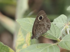 Ypthima albida